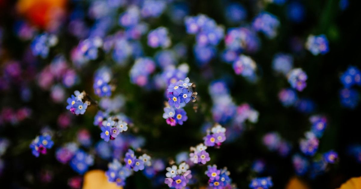 Blossoming beauties – Quotes about the magic of blooming.