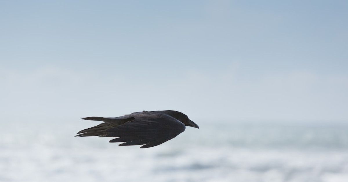 Mystical musings: powerful raven quotes to ignite inner wisdom.