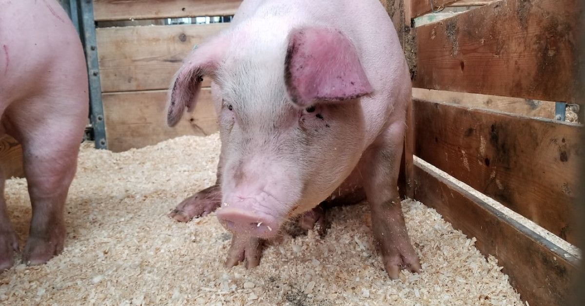 The ultimate guide to fence estimate templates infographic.