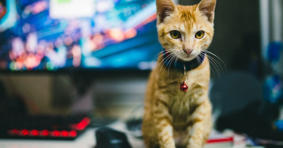 Boost creativity with enchanting quotes and magical pixie dust