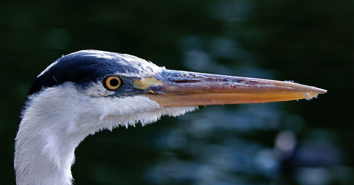 Boost your investment portfolio with Stock Essi.