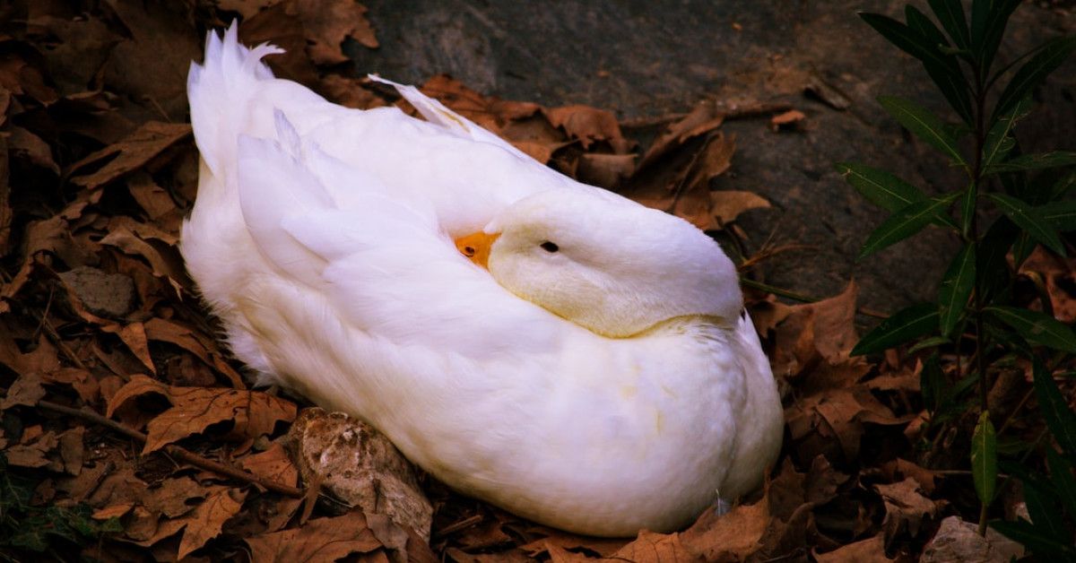 Unleashing the Power Within: Quotes that Inspire Success